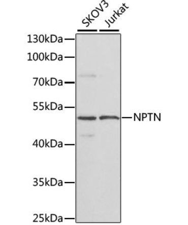 NPTN Rabbit Polyclonal Antibody
