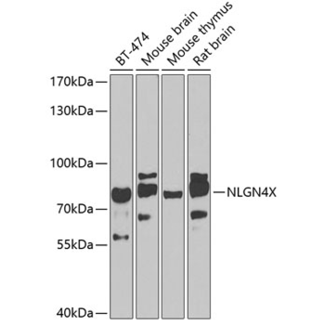 NLGN4X Rabbit Polyclonal Antibody