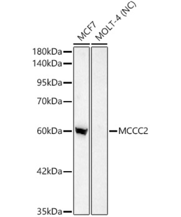MCCC2 Rabbit Polyclonal Antibody