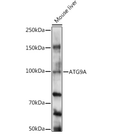 ATG9A Rabbit Polyclonal Antibody