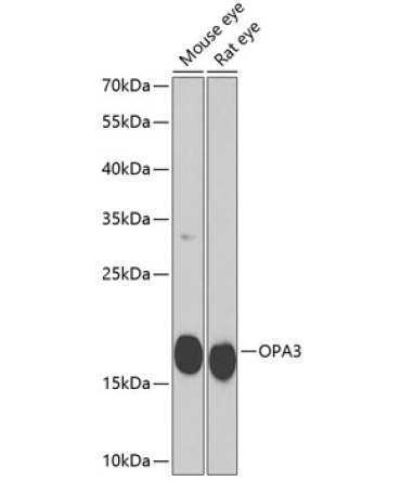 OPA3 Rabbit Polyclonal Antibody