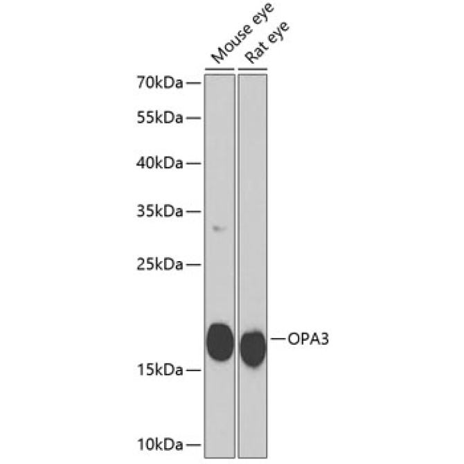 OPA3 Rabbit Polyclonal Antibody