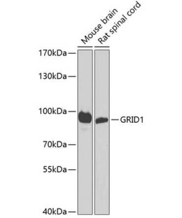 GRID1 Rabbit Polyclonal Antibody