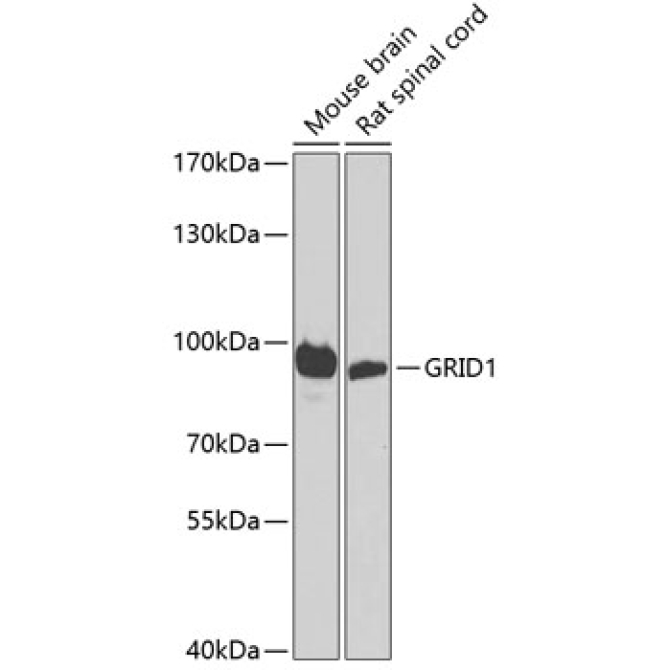 GRID1 Rabbit Polyclonal Antibody