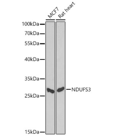 NDUFS3 Rabbit Polyclonal Antibody