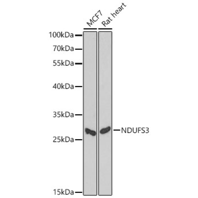 NDUFS3 Rabbit Polyclonal Antibody