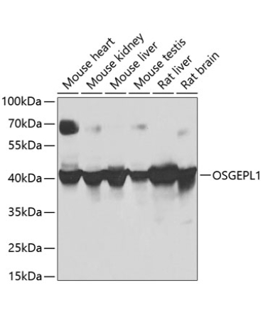 OSGEPL1 Rabbit Polyclonal Antibody