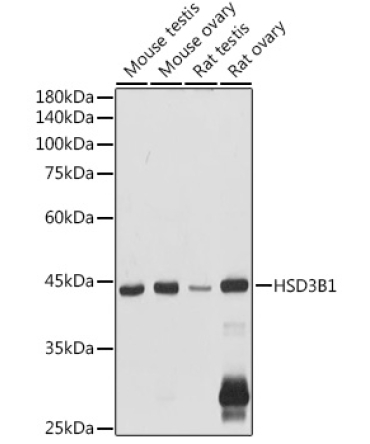 HSD3B1 Rabbit Polyclonal Antibody