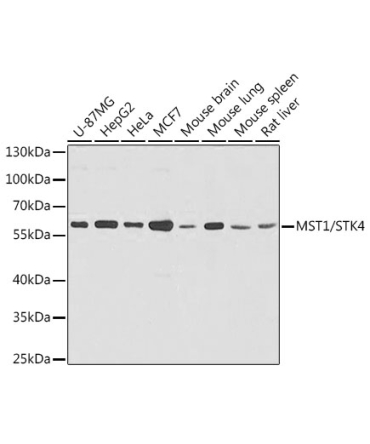 MST1/STK4 Rabbit Polyclonal Antibody