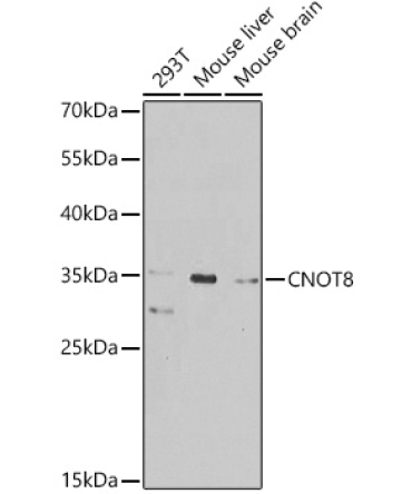 CNOT8 Rabbit Polyclonal Antibody
