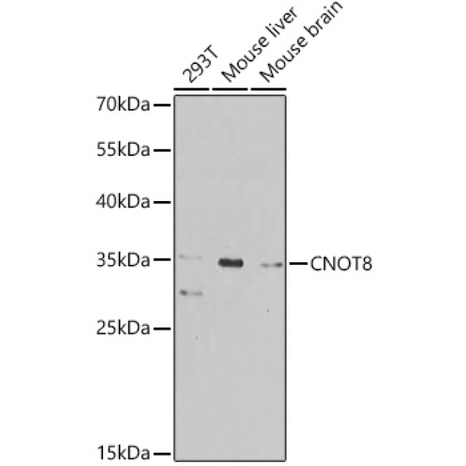 CNOT8 Rabbit Polyclonal Antibody