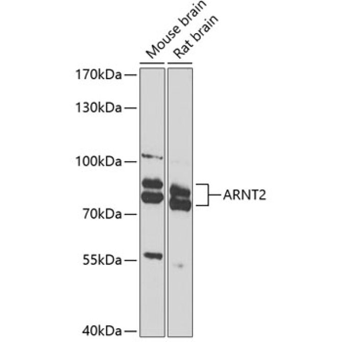 ARNT2 Rabbit Polyclonal Antibody