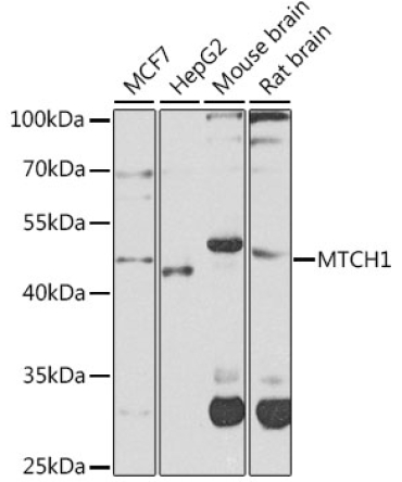 MTCH1 Rabbit Polyclonal Antibody