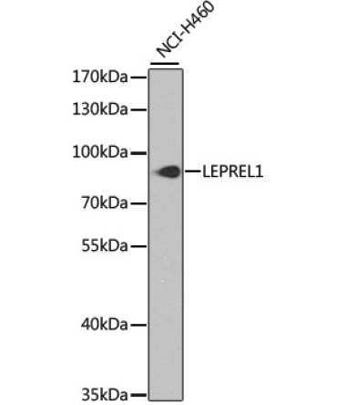 LEPREL1 Rabbit Polyclonal Antibody