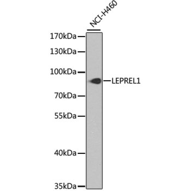 LEPREL1 Rabbit Polyclonal Antibody