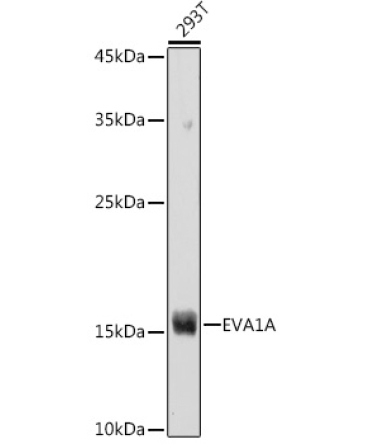 EVA1A Rabbit Polyclonal Antibody