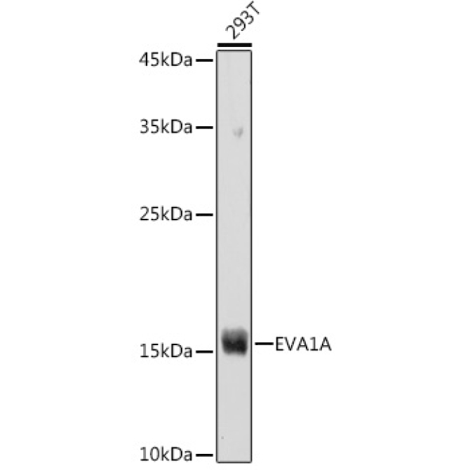 EVA1A Rabbit Polyclonal Antibody
