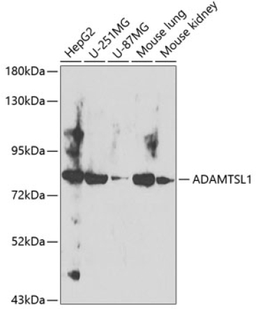 ADAMTSL1 Rabbit Polyclonal Antibody