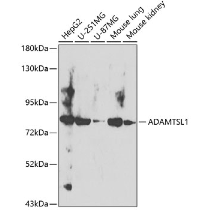 ADAMTSL1 Rabbit Polyclonal Antibody