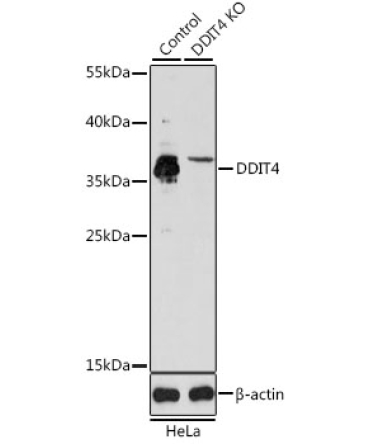 DDIT4 Rabbit Polyclonal Antibody [KO Validated]