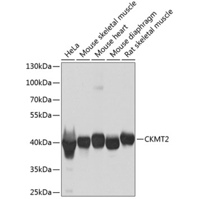 CKMT2 Rabbit Polyclonal Antibody