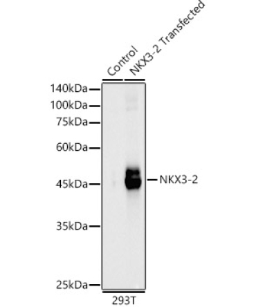 NKX3-2 Rabbit Polyclonal Antibody