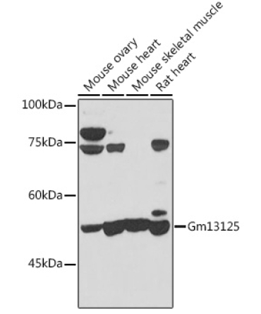 Gm13125 Rabbit Polyclonal Antibody