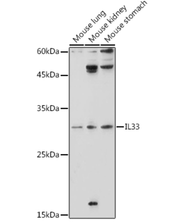 IL33 Rabbit Polyclonal Antibody