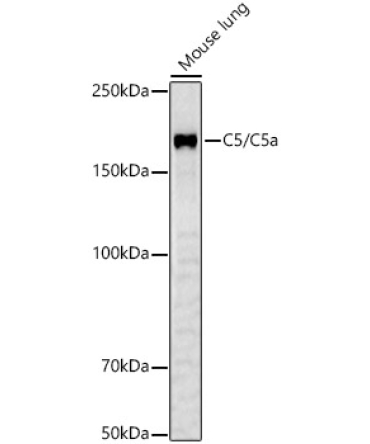 C5/C5a Rabbit Polyclonal Antibody