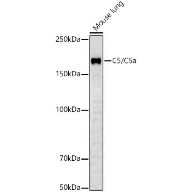 C5/C5a Rabbit Polyclonal Antibody