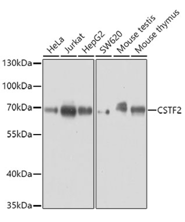 CSTF2 Rabbit Polyclonal Antibody
