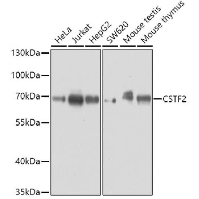CSTF2 Rabbit Polyclonal Antibody