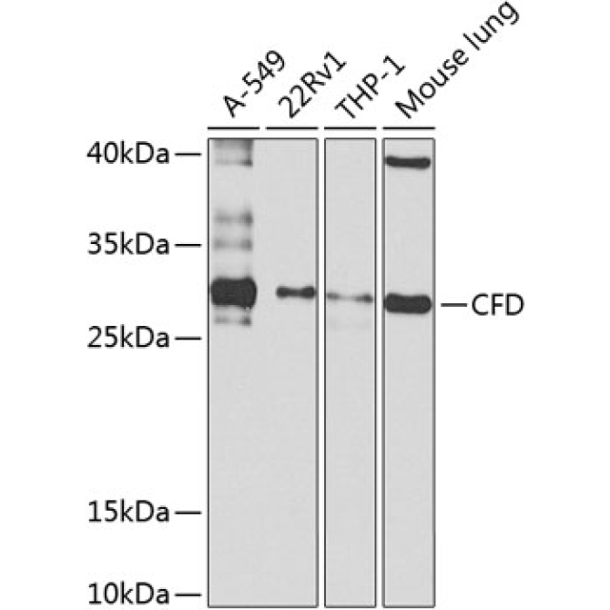 CFD Rabbit Polyclonal Antibody