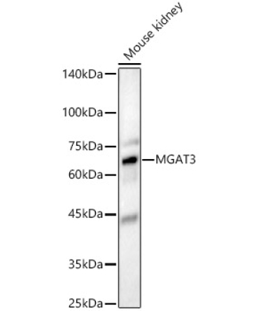 MGAT3 Rabbit Polyclonal Antibody