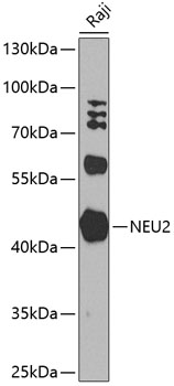 NEU2 Rabbit Polyclonal Antibody