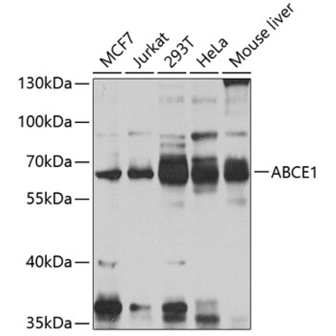 ABCE1 Rabbit Polyclonal Antibody