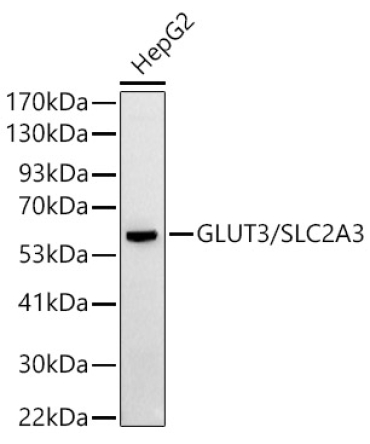 GLUT3/SLC2A3 Rabbit Polyclonal Antibody