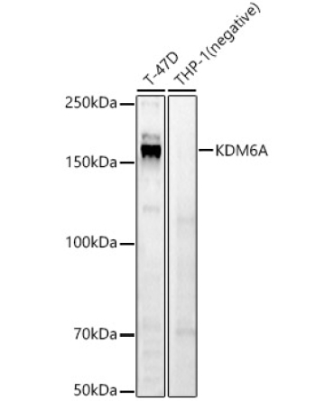 KDM6A Rabbit Polyclonal Antibody