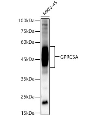 GPRC5A Rabbit Polyclonal Antibody