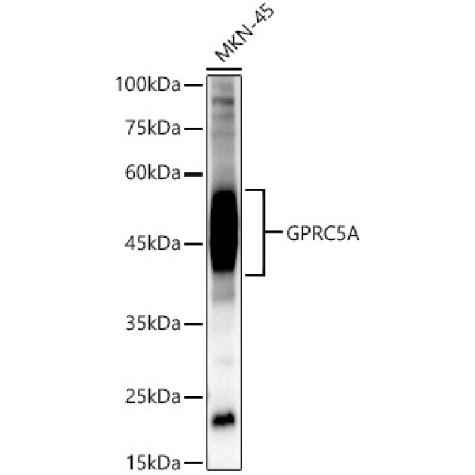 GPRC5A Rabbit Polyclonal Antibody