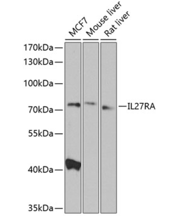 IL27RA Rabbit Polyclonal Antibody