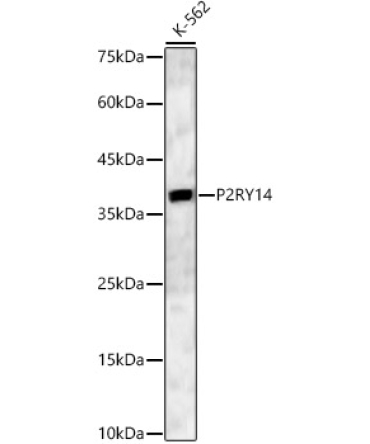 P2RY14 Rabbit Polyclonal Antibody