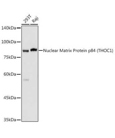 Nuclear Matrix Protein p84 (THOC1) Rabbit Polyclonal Antibody
