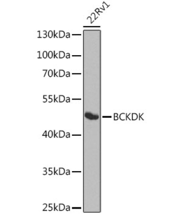 BCKDK Rabbit Polyclonal Antibody