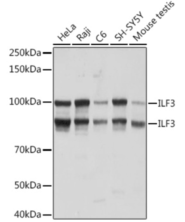 ILF3 Rabbit Monoclonal Antibody