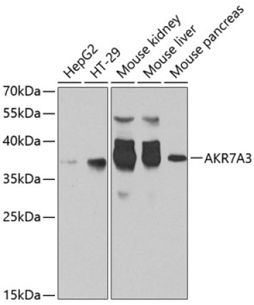AKR7A3 Rabbit Polyclonal Antibody
