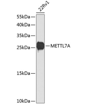 METTL7A Rabbit Polyclonal Antibody