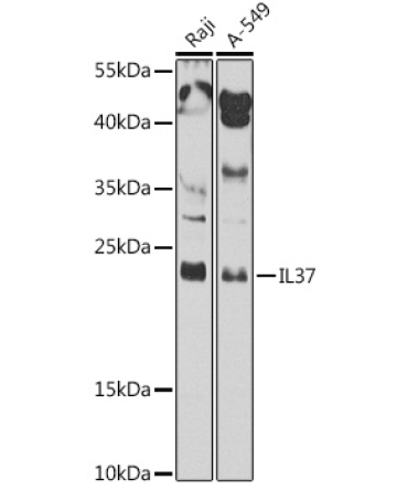 IL37 Rabbit Polyclonal Antibody