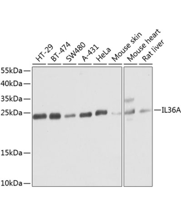 IL36A Rabbit Polyclonal Antibody