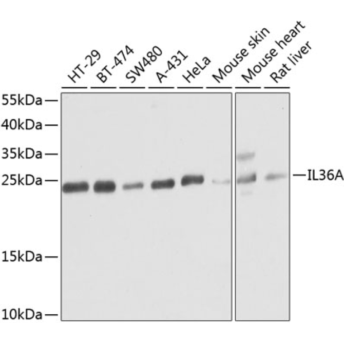 IL36A Rabbit Polyclonal Antibody